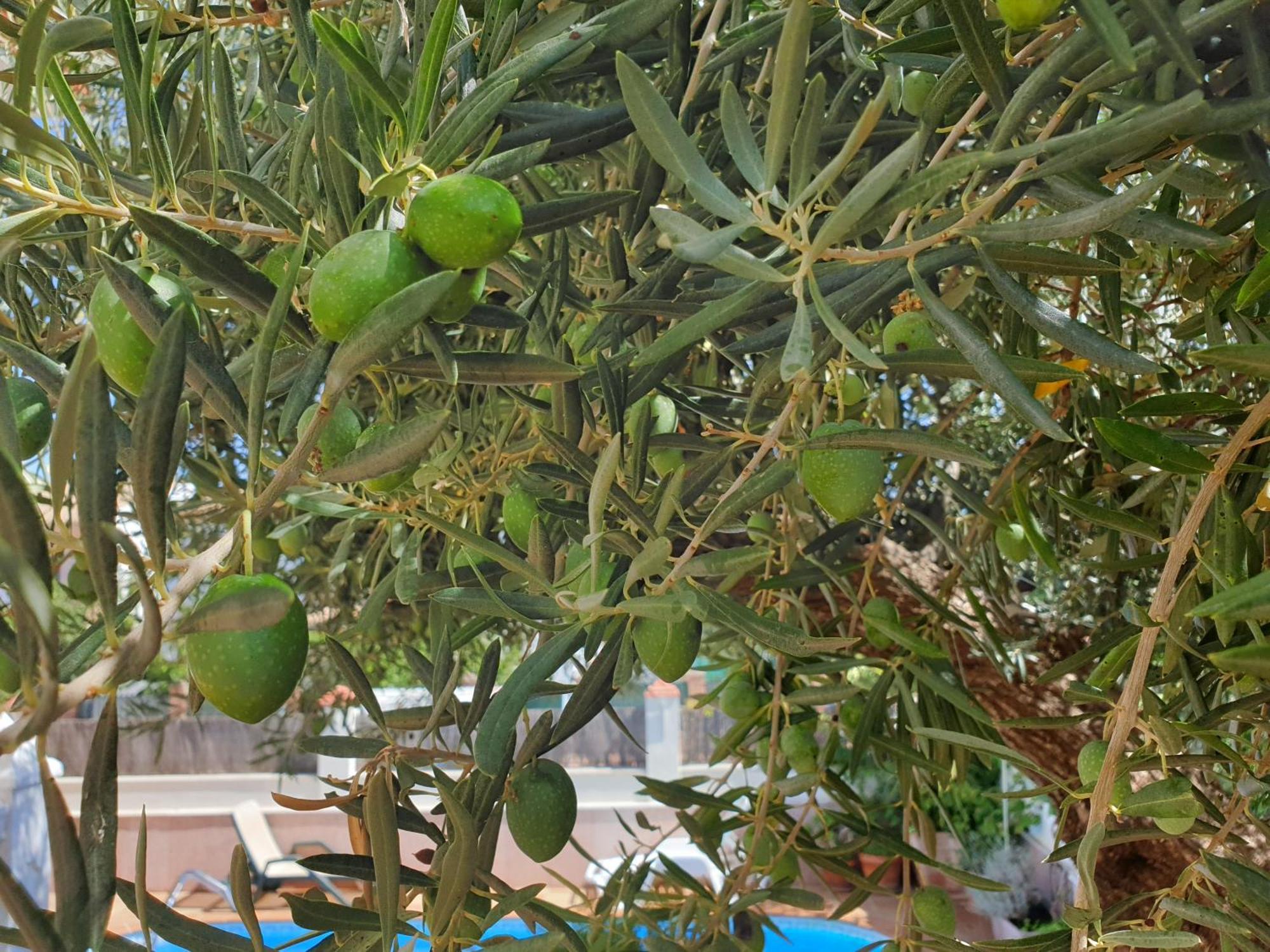Alojamiento El Olivo Ronda Ruang foto